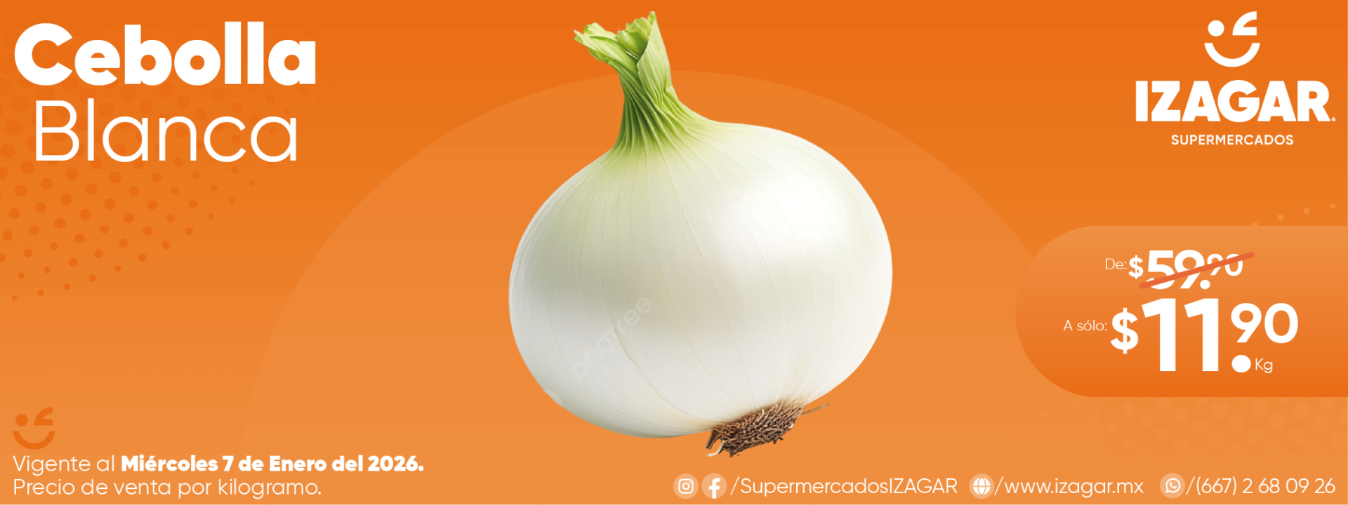 CEBOLLA BLANCA-01